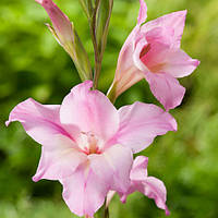 Гладіолус Нанус Charming Beauty 3 шт