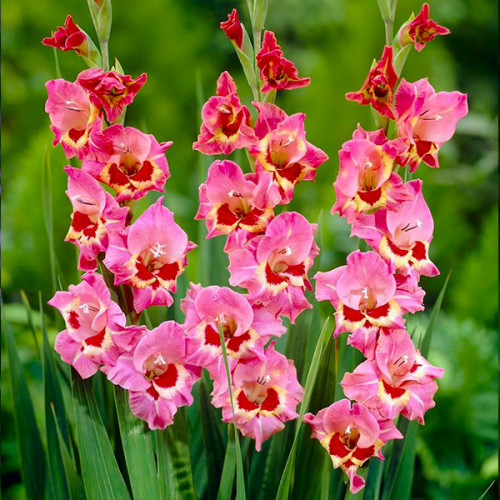 Гладіолус Нанус Cindy, фото 1