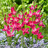 Гладіолус Нанус Vulcano 3 шт, фото 2