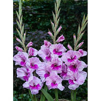 Гладіолус Alannah 3 шт