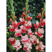 Гладіолус Arcas 3 шт