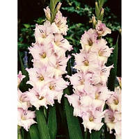 Гладіолус Boulevard 3 шт