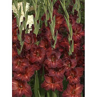 Гладіолус Brown Sugar 3 шт