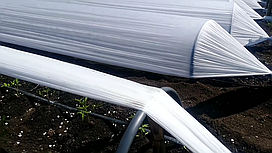 Агроволокно Growtex 30 г/м 3,2м х 100м біле, покривне агроволокно для вирощування полуниці