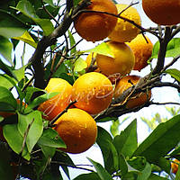 Апельсин "Салустиана", самоплодный