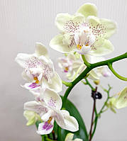 Молода неквітуча орхідея фаленопсис Lucky Star 0020 P підліток посадка мох Мікі Азія