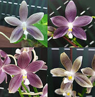 Молода неквітуча орхідея фаленопсис Speciosa Super Purple підліток посадка мох Мікі Азія