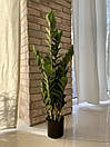 Заміокулькас штучний в горщику 90 см, фото 3