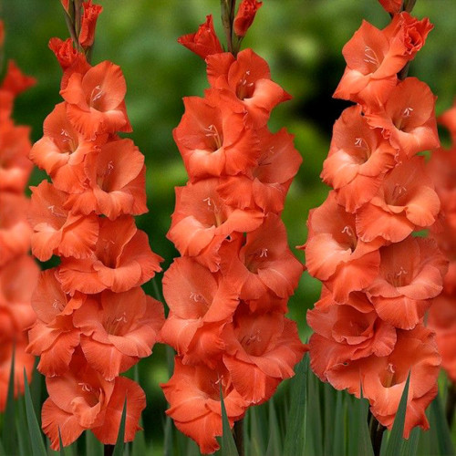 Гладіолус Orange King 3 шт., фото 1