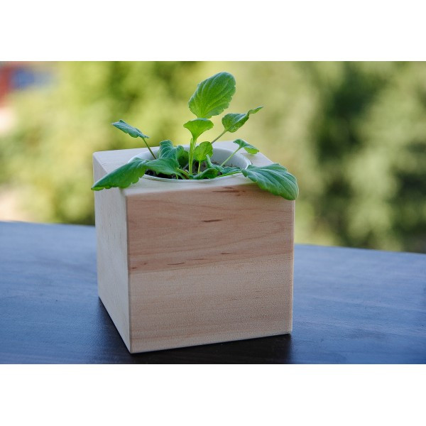 Экокуб фиалка набор для выращивания растений (ytrewq543228) - фото 6 - id-p2087171524