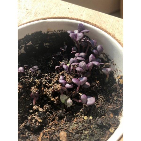 Экокуб базилик набор для выращивания растений (ytrewq543223) - фото 2 - id-p2087171528