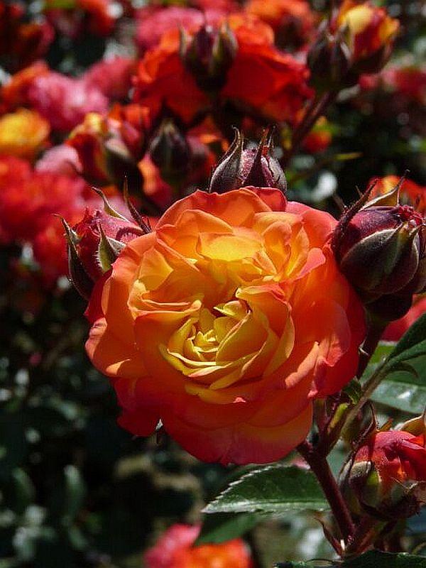 Троянда Rumba (румба) флорибунда гор 4л, фото 1