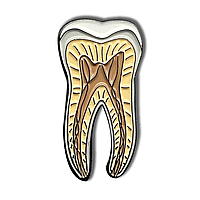 Брошка на медичну тематику "Анатомія зуба"