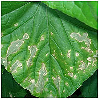 Аскохітоз, розвиток хвороби на культурах, лікувальні та профілактичні засоби