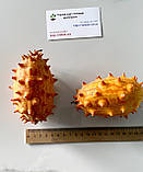 Ківано насіння (10 шт) (Cucumis metulifer) рогата диня огірок африканський, фото 3
