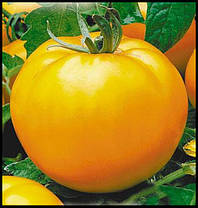 Насіння Томат детермінантний Нуксі (KS 17) F1, 1000 насінин Kitano Seeds, фото 5