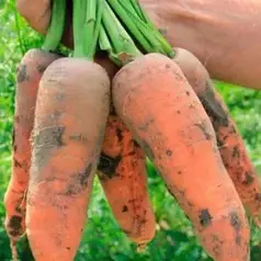 Насіння моркви Танжеріна F1 100 000 (1,6-1,8) насінин —середньоранній високоврожайний гібрид  (110 днів) Takii Seeds