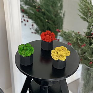 Кашпо зі стабілізованим мохом 5х5 см/кашпо з мохом/Декор із моху/Декор для дому та офісу.Живий мох ягель