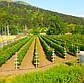Саджанці розолистної полуниці-малини Юстина - великоплідна, ароматна, урожайна, фото 5