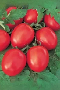 Товстий F1 1000 н томат, фото 1