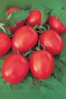 Товстий F1 1000 н томат