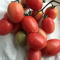Насіння томату "Пхукет" (20 насінин)