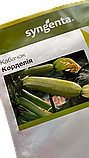 Корделія F1 насіння кабачка Syngenta Голландія 500 шт, фото 3