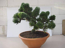 Сосна гірська Jacobsen 4 річна на штамбі, Сосна горная Якобсен на штамбе, Pinus mugo Jacobsen, фото 2