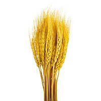 Букет из 3 сухоцветов "Пшеница", желтая, 60 см Ku