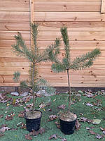 Сосна обыкновенная Rovinsky Garden Pinus sylvestris Aurea 60-80 см (объем горшка 3 л) RG341