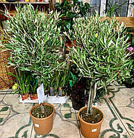 Оливковое дерево Florinda Olea europaea, 85-100 см, обьем горшка 6л