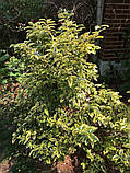 Елеагнус "Gilt Edge".
Elaeagnus ebbingei "GILT EDGE"., фото 10