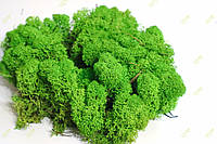 Стабилизированный мох Green Ecco Moss cкандинавский мох ягель Light Green 4 кг