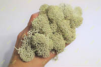 Стабилизированный мох Green Ecco Moss  ягель скандинавський белый 1 кг