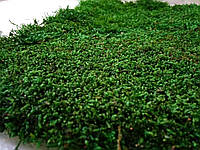 Стабилизированный мох Green Ecco Moss плоский 1 кв.м