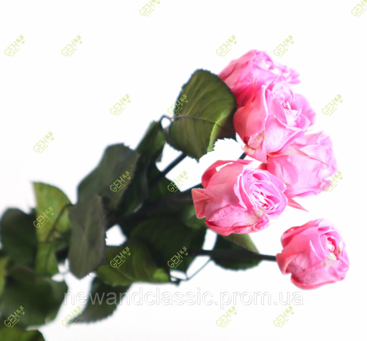 Кущова троянда стабілізована рожева