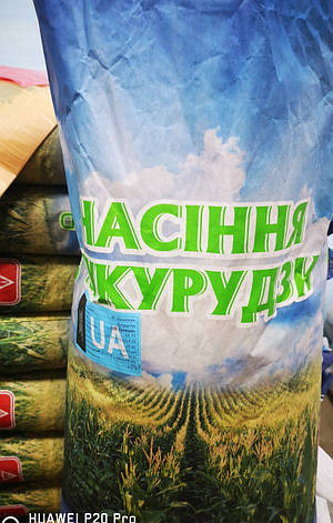 Кукурудза ГАЛАТЕЯ, фото 1
