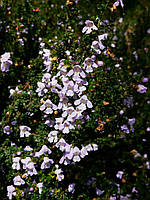 Простантера cuneata.
Prostanthera cuneata.