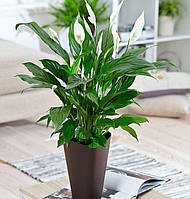 Спатифиллум Верди. Spathiphyllum Verdi.