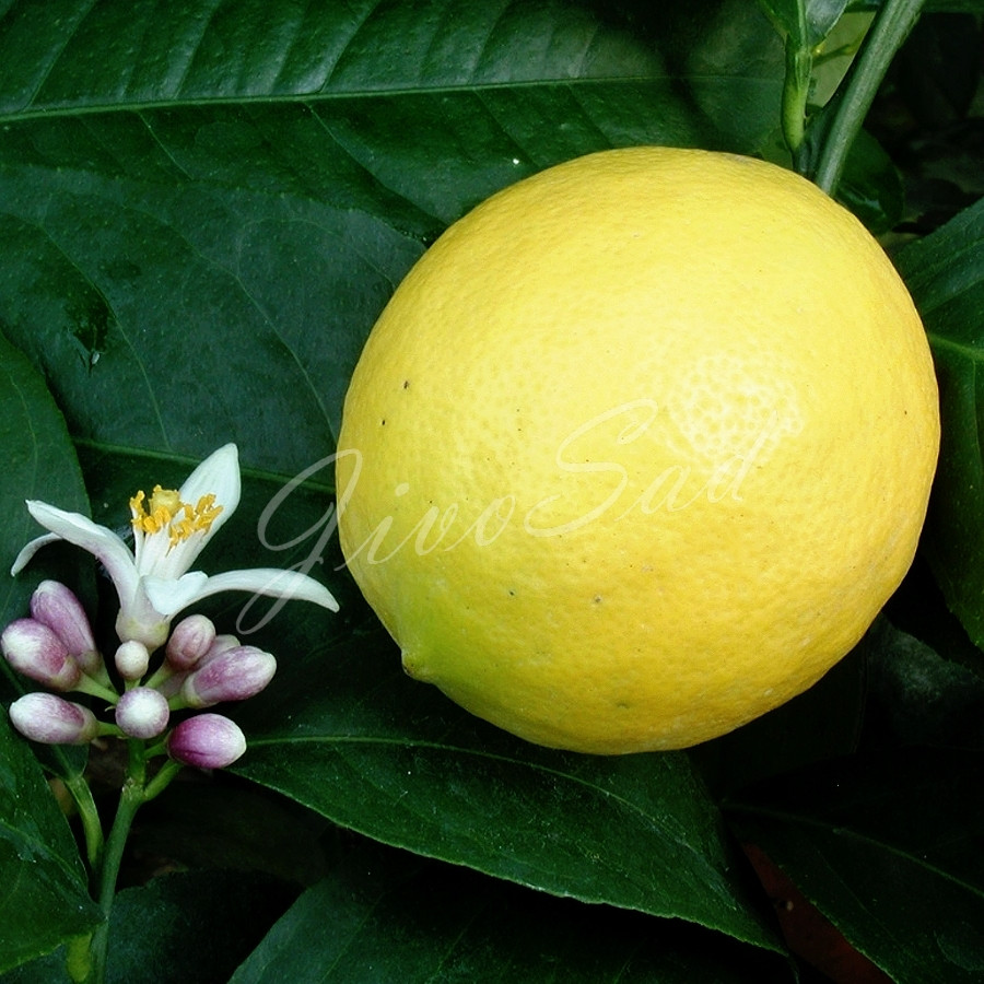 Лимон "Мейер", самоплодный - фото 2 - id-p2088515938
