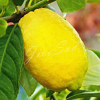 Лимон "Новогрузинский", самоплодный