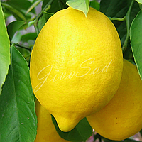 Лимон "Павловский", самоплодный