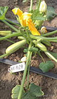 Семена раннего кабачка Регги INX 1424 F1, 20 семян