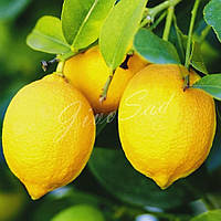 Лимон "Эврика", самоплодный