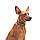 Нашийник для собак нейлоновий WAUDOG Nylon з QR-паспортом, малюнок "Мілітарі", пластиковий фастекс, M, Ш 20 мм,, фото 4