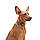 Нашийник для собак нейлоновий WAUDOG Nylon з QR-паспортом, малюнок "Мілітарі", металевий фастекс, S, Ш 15, фото 4
