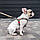 Шлея для собак WAUDOG Nylon з QR-паспортом, малюнок "Мілітарі", пластиковий фастекс, M, Ш 20 мм, А=В 50-80 см, фото 2