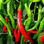 Перець солодкий Сигарета ді Бергамо GL Seeds 0,2 г, фото 3