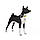 Нашийник для собак нейлоновий WAUDOG Nylon з QR-паспортом, малюнок "Рік і Морті 1", пластиковий фастекс, L, Ш, фото 4
