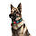 Нашийник для собак нейлоновий WAUDOG Nylon з QR-паспортом, малюнок "Парон", пластиковий фастекс, XXL, Ш 35 мм,, фото 3
